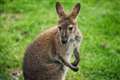 Wallaby still on the run from Tadley Police