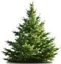 Memorial Christmas trees available in Thatcham 