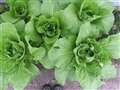 Millennials getting all green-fingered