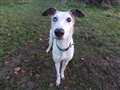 Dog of the week