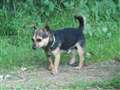 Adorable small dog seeks quiet home
