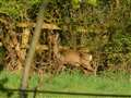 Red deer by Stephen Potts