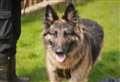 Could you give River her forever home?