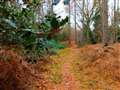Penwood woodland activity trail in pipeline