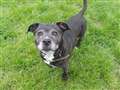 Golden oldie staffy seeks retirement home