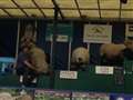 Dancing sheep wow crowd at county show day two