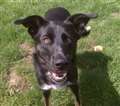 Dog of the Week