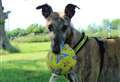 Social butterfly Roscoe is looking to fly off to his forever home