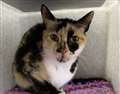 Izzy the stowaway cat after new home
