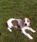 Dog of the week