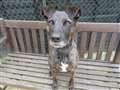 Shy four-legged lover of fetch seeks new home