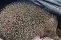 Hedgehog with litter of hoglets spotted in Woolhampton garden