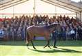 Highclere holds annual Yearling Parade