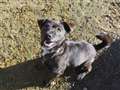 Dog of the week happy endings