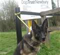 Dog owner condemned for abandoning pet