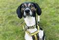 Could you give Willow her forever home?