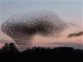 Starling stuff over Newbury
