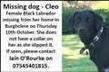 Missing dog - Cleo