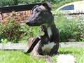 Cheeky lurcher pup seeks new home