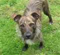 Dog of the Week