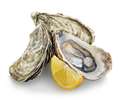 The world is your oyster