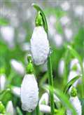 Welford Park's popular snowdrop display is back