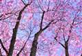 UK braced for Insta-worthy blossom explosion to rival Japan