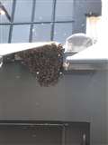 Bees swarming in Newbury 