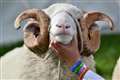 Countdown to the Royal County of Berkshire Show