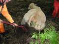 Firefighters come to the aid of bull stuck in Crookham Hill farm mud