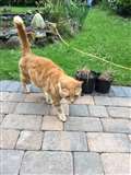 Ginger tom found in Tadley 225 miles from home