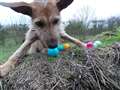 Easter biscuit treat trail at Dogs Trust Newbury 