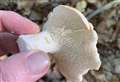 Wild mushroom foraging in West Berkshire: Flaming hedgehogs!