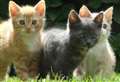 Pet food recalled over link to deadly disease 