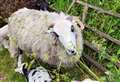 Hundreds flock to historic village sheep fair