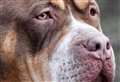 Woman allowed ‘danger dog breed’ XL Bully to roam illegally