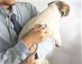 Deadly dog disease confirmed in Hungerford 