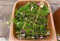 Troubled garden waste collection service could resume next week, says council leader