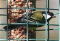 Join this weekend’s Big Garden Birdwatch