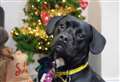 Affectionate Teddy needs a loving home