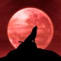 Wolf moon set to light up the night sky