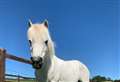 Can you help find Starling a 'forever home'?