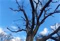Town council approves tree survey works in Thatcham