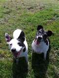 Doggy dieting duo seek treat-free owner