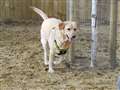 Gorgeous golden labrador seeking new home
