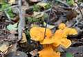 It's chanterelle time for mushroom hunters in wild West Berkshire