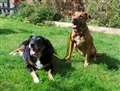 Puppy-eyed doggie duo seek new home 