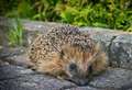 Let battle commence! Campaign launched for hedgehog holes in West Berkshire