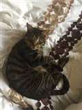 Tilehurst cat found with head and tail removed