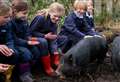 VIDEO: Three little pigs take up residence at school